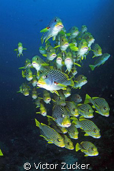 reliable gang of groupers by Victor Zucker 